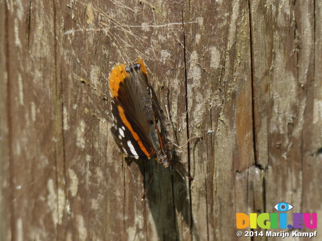 FZ006185 Red Admiral butterfly (vanessa atalanta)